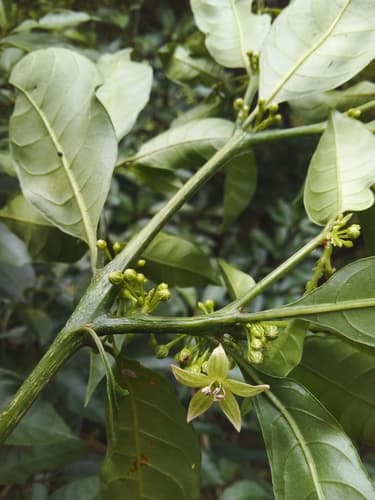 Athenaea fasciculata