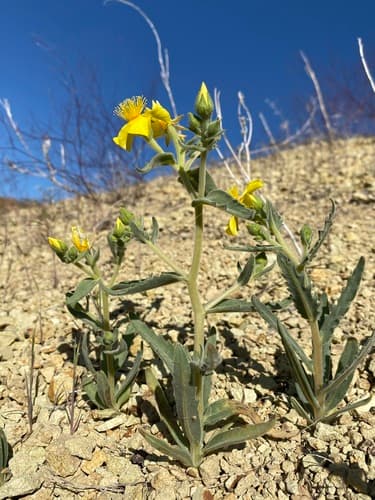 Packard's Blazingstar