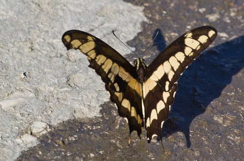 Cuban King Swallowtail