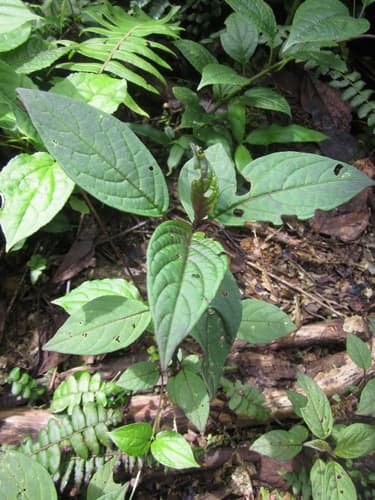 Solanum anisophyllum
