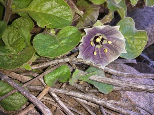 Jaltomata quipuscoae