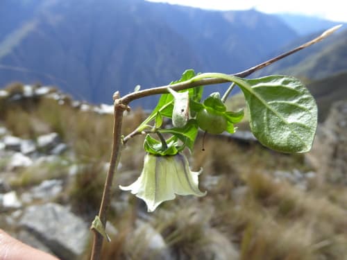 Jaltomata grandibaccata