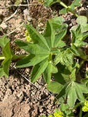 Lady's Mantle