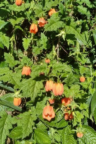 Caiophora canarinoides