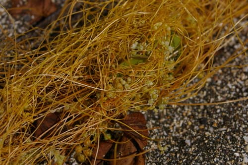 Cuscuta acuta