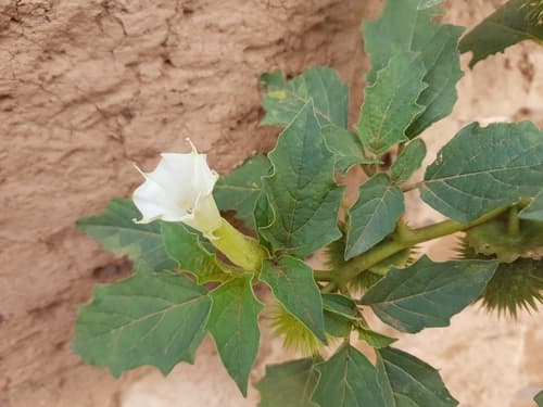 Leichhardt's Datura