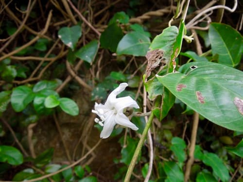 Argyreia obtusifolia
