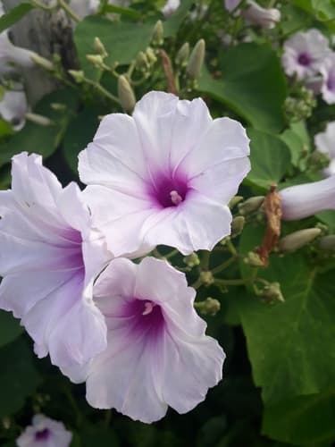 Ipomoea megapotamica