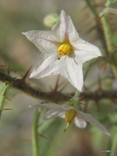 Solanum bumeliifolium