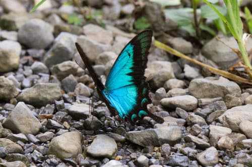 Sea Green Swallowtail