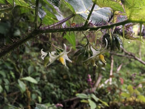 Solanum tenuispinum