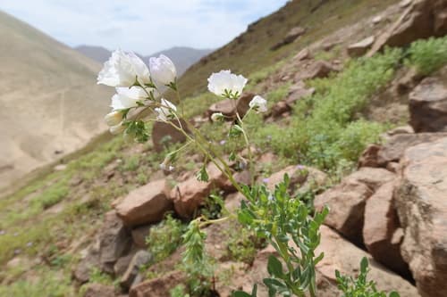 Solanum edmondstonii