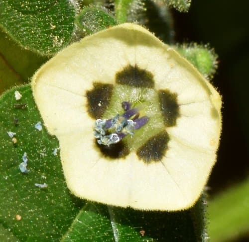 Physalis leptophylla