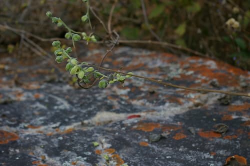 Xylopodia klaprothioides