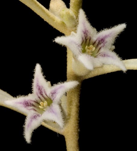 Myoporum-like Anthotroche