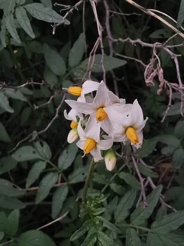 Solanum sambucinum
