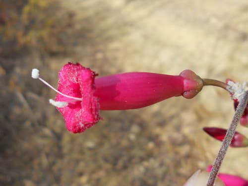 Ipomoea longistaminea