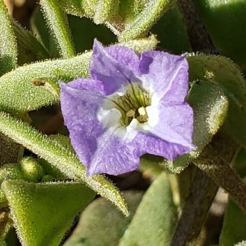 Sclerophylax ruiz-lealii