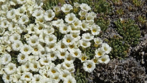 Benthamiella nordenskioldii