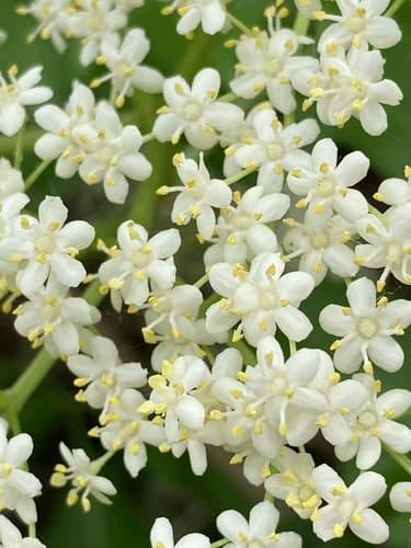 Elderflower / Elderberry