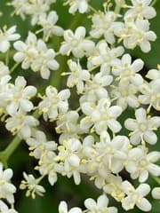 Elderflower / Elderberry