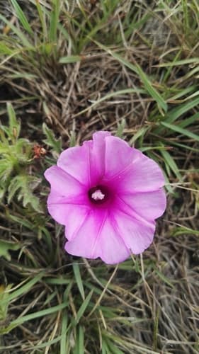 Ipomoea oenotherae