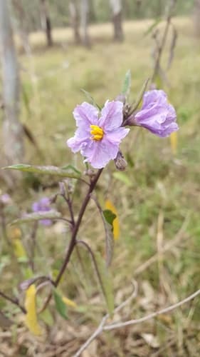 Solanum armourense