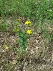 St. John's Wort