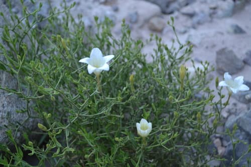 Salpiglossis spinescens
