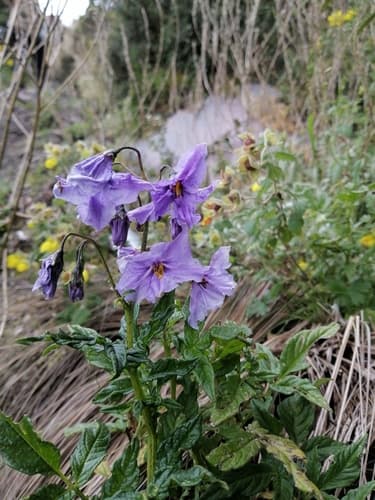 Solanum chomatophilum