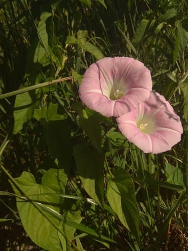 Calystegia subvolubilis