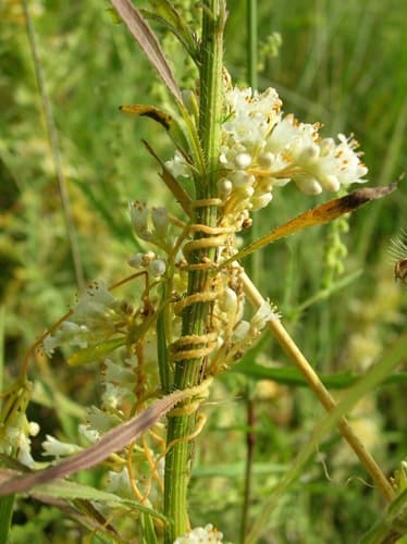 Peruvian Dodder
