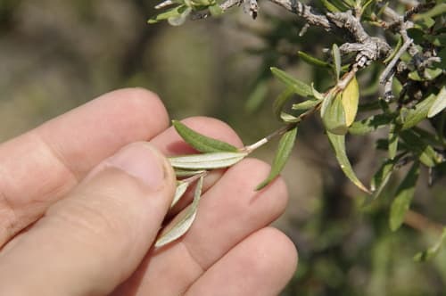 Wright's fendlerbush