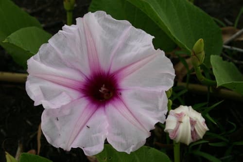 Ipomoea polpha