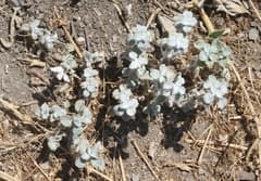 Horehound