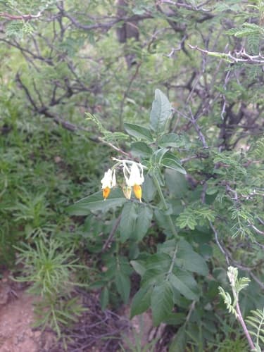 Solanum stenophyllidium