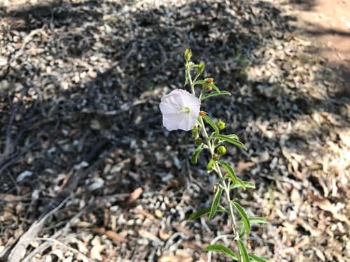 Jacquemontia browniana