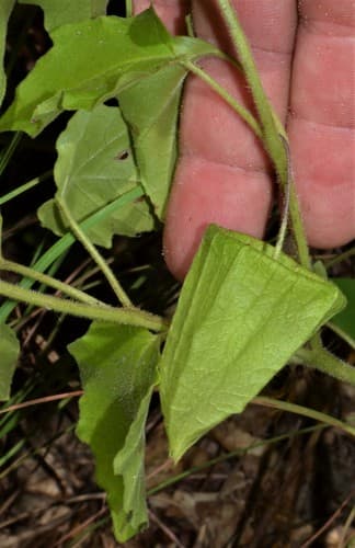 Physalis macrosperma