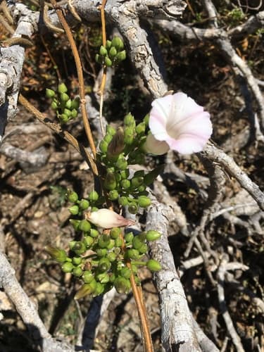 Stictocardia mojangensis