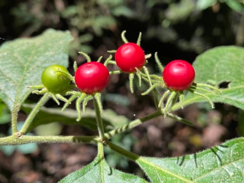 Lycianthes surotatensis