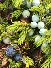 Juniper