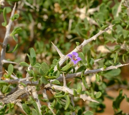 Strandveld Honeythorn