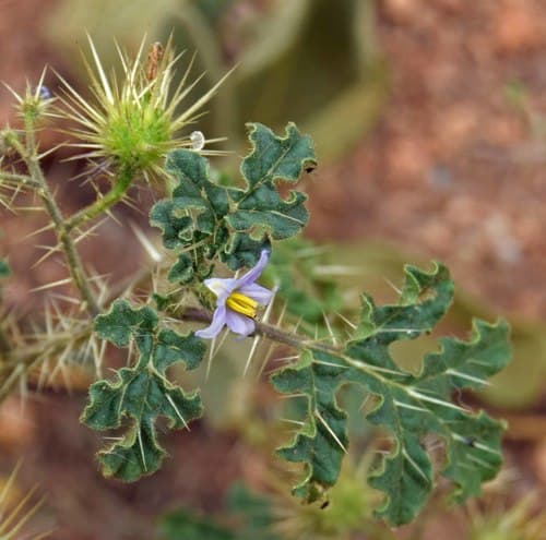 New Mexico Horsenettle