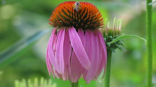 Echinacea