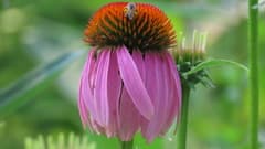 Echinacea