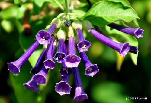 Iochroma warscewiczii