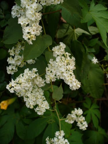 Poranopsis paniculata