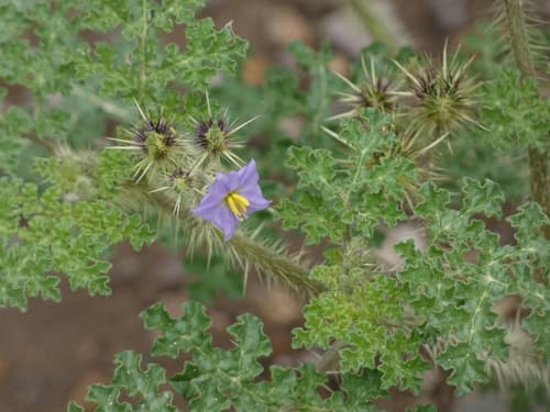 Solanum setigeroides