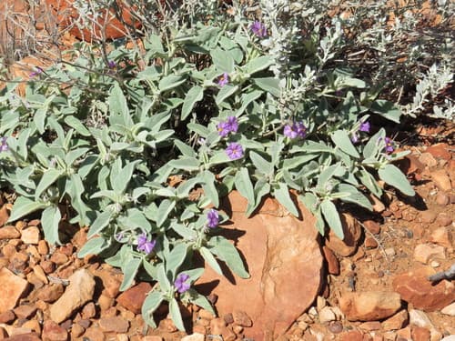 Solanum aridicola