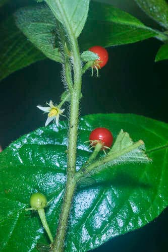 Lycianthes inaequilatera